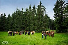 Bayerischer Wald